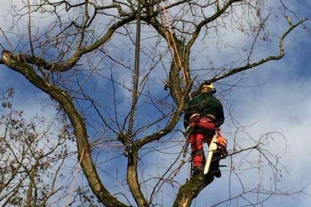 Bomen rooien Zeist 