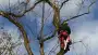 images/001-tuinaanleg-ettenleur/zeist/Zeist-boom-kappen-90x51-820