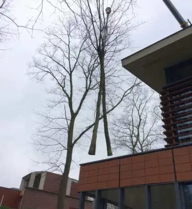 images/001-tuinaanleg-ettenleur/zeist/Zeist-boom-verwijderen-geen-vergunning-nodig-390x424-e4e