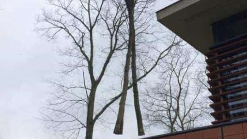 images/001-tuinaanleg-ettenleur/zeist/Zeist-boom-verwijderen-geen-vergunning-nodig-510x287-650