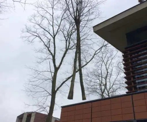 images/001-tuinaanleg-ettenleur/zeist/Zeist-boom-verwijderen-geen-vergunning-nodig-510x424-054