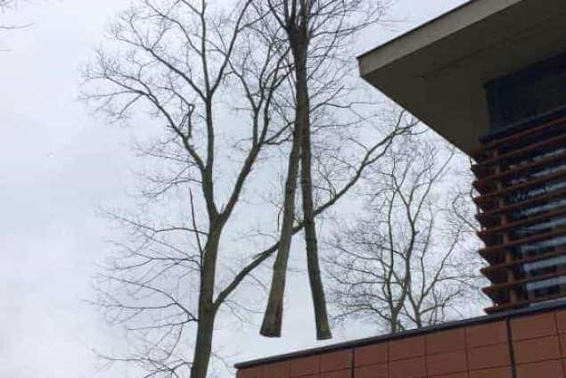 Bomen kappen Overloon