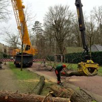 images/001-tuinaanleg-ettenleur/zeist/Zeist-boom-verwijderen-hovenier-200x200-ea5