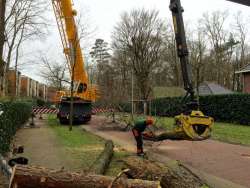 Bomen kappen Oosterhout