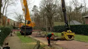 images/001-tuinaanleg-ettenleur/zeist/Zeist-boom-verwijderen-hovenier-290x163-3b3