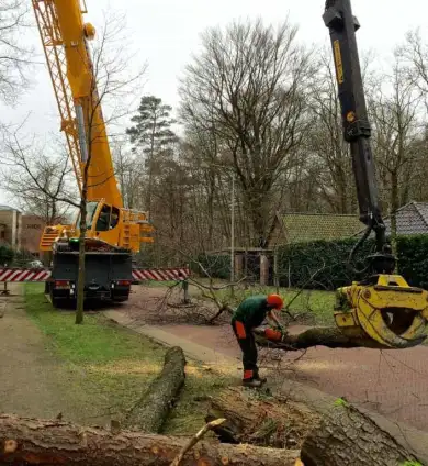 images/001-tuinaanleg-ettenleur/zeist/Zeist-boom-verwijderen-hovenier-390x424-e4e