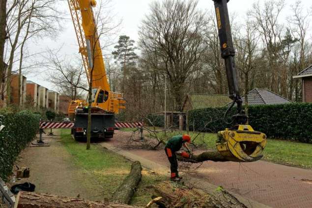 Bomen rooien Zeist 