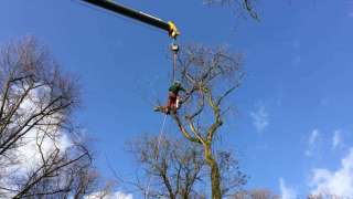 images/001-tuinaanleg-ettenleur/zeist/Zeist-hovenier-verwijderen-boom(1)-320x180-71f