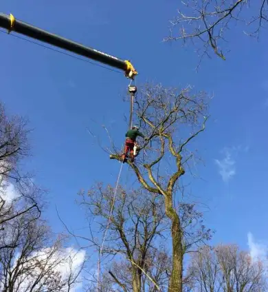 images/001-tuinaanleg-ettenleur/zeist/Zeist-hovenier-verwijderen-boom(1)-390x424-e4e