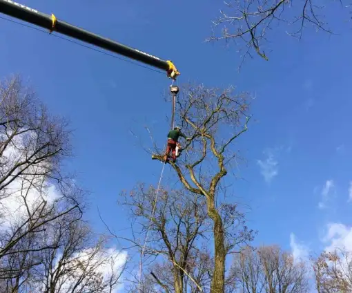images/001-tuinaanleg-ettenleur/zeist/Zeist-hovenier-verwijderen-boom(1)-510x424-054