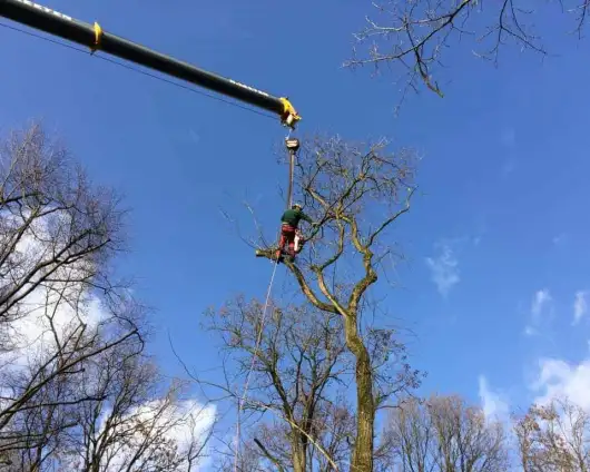 images/001-tuinaanleg-ettenleur/zeist/Zeist-hovenier-verwijderen-boom(1)-530x424-9f4
