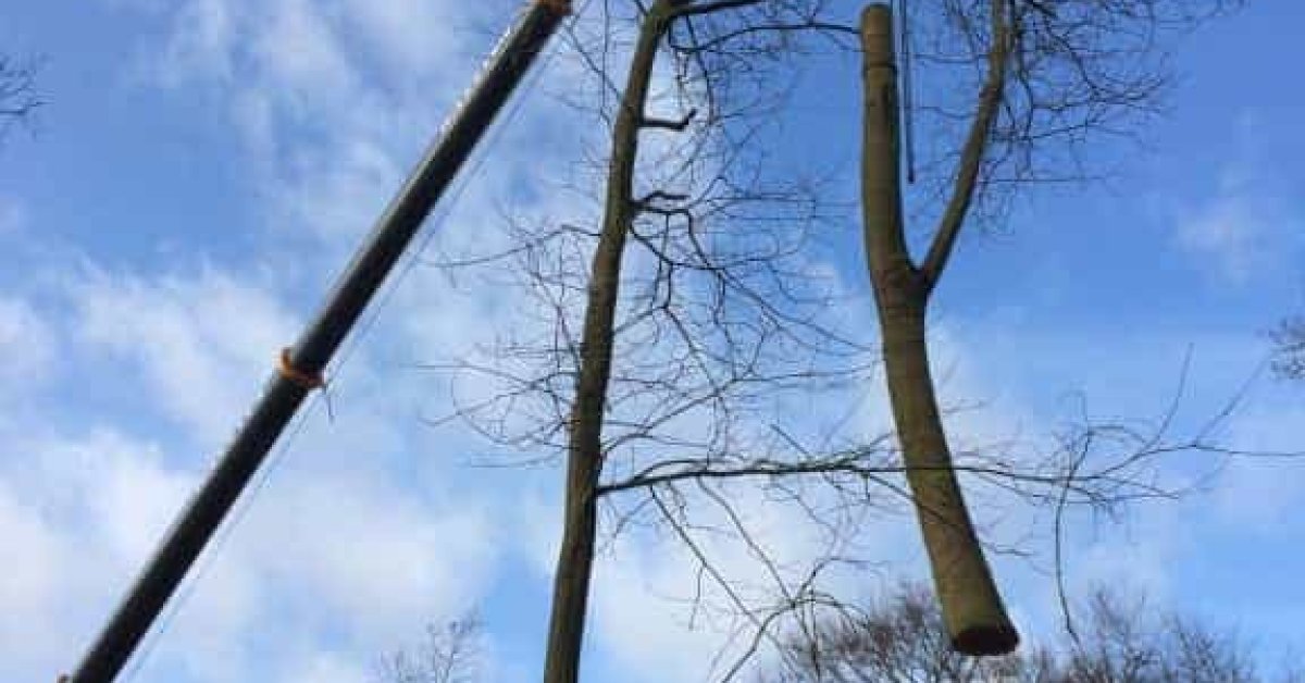 images/001-tuinaanleg-ettenleur/zeist/boom-verwijderen-Zeist-1200x628-5fb