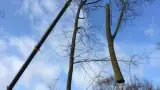 images/001-tuinaanleg-ettenleur/zeist/boom-verwijderen-Zeist-160x90-1bb