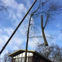 images/001-tuinaanleg-ettenleur/zeist/boom-verwijderen-Zeist-200x200-ea5