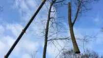 images/001-tuinaanleg-ettenleur/zeist/boom-verwijderen-Zeist-210x118-956