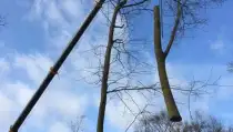 images/001-tuinaanleg-ettenleur/zeist/boom-verwijderen-Zeist-210x119-b9a