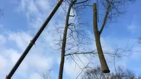 images/001-tuinaanleg-ettenleur/zeist/boom-verwijderen-Zeist-290x163-3b3