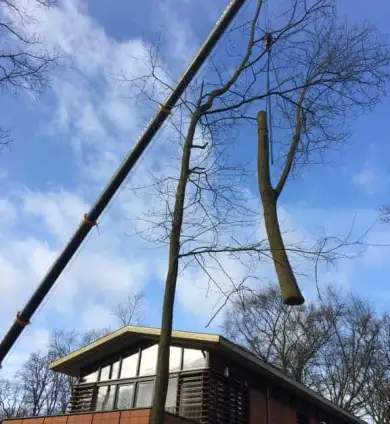 images/001-tuinaanleg-ettenleur/zeist/boom-verwijderen-Zeist-390x424-e4e
