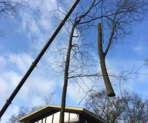 images/001-tuinaanleg-ettenleur/zeist/boom-verwijderen-Zeist-510x424-054