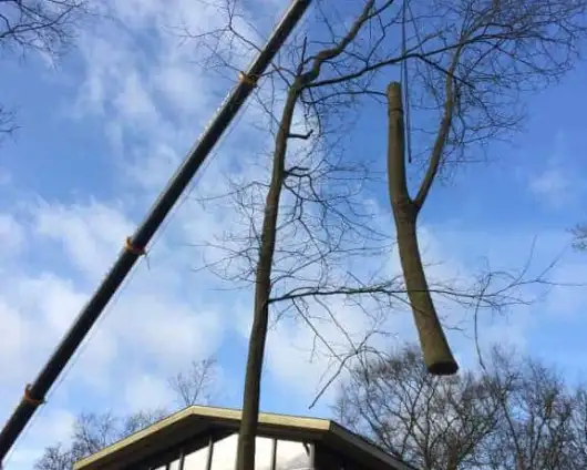images/001-tuinaanleg-ettenleur/zeist/boom-verwijderen-Zeist-530x424-9f4