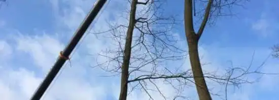 images/001-tuinaanleg-ettenleur/zeist/boom-verwijderen-Zeist-550x197-d42
