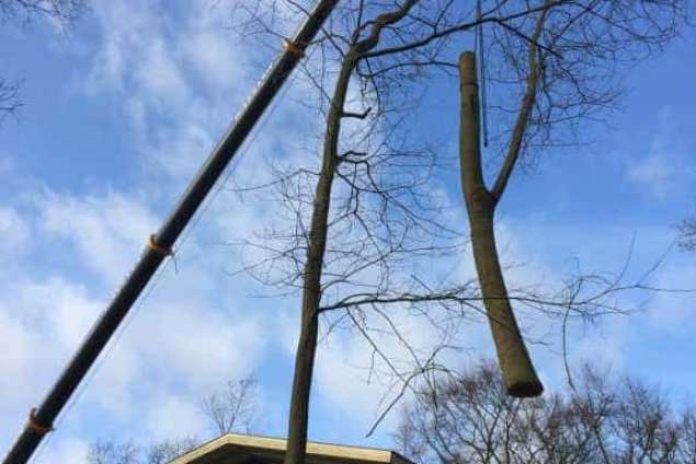 Bomen rooien Zeist 