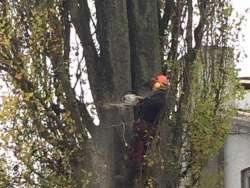 Verwijderen bomen in Zutphen