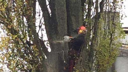 Verwijderen bomen in Zutphen