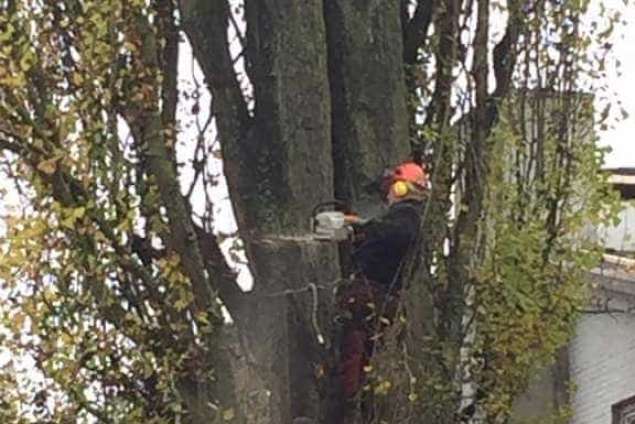 Verwijderen bomen in Zutphen