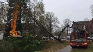 Verwijderen bomen in Zutphen