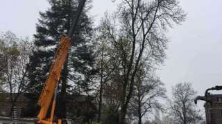 Verwijderen bomen in Zutphen
