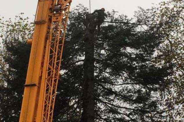 Verwijderen bomen in Zutphen