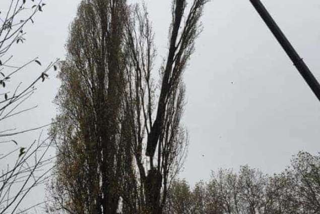 Verwijderen bomen in Zutphen