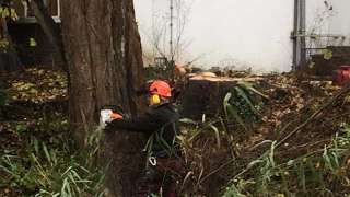 Verwijderen bomen in Zutphen