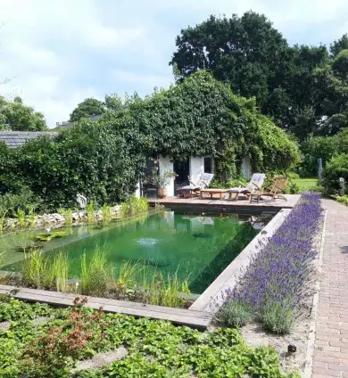 images/001-tuinaanleg-ettenleur/zwemvijver-herpen2/zwemvijver-breda-390x424-248