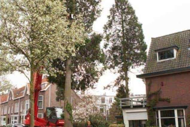 bomen rooien Breda