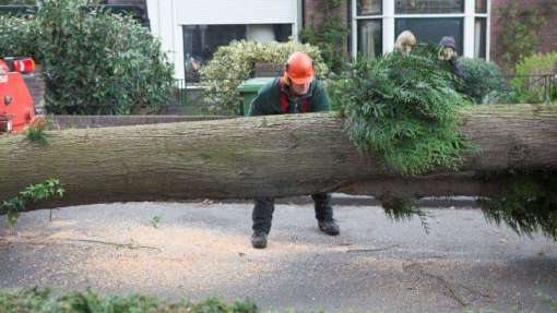 coniferen bomen kappen