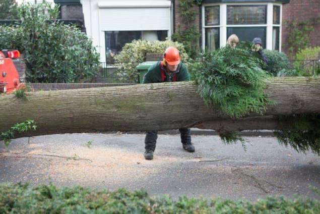 coniferen bomen kappen