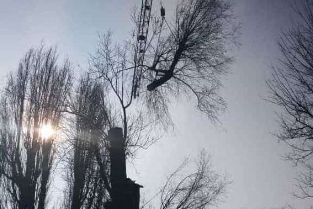 Wilgen bomen toppen Rotterdam