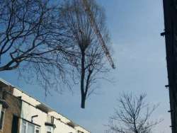 bomen rooien Rotterdam