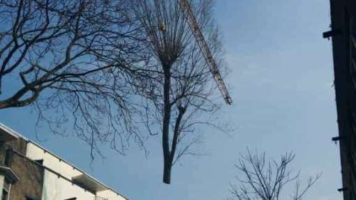 bomen rooien Rotterdam