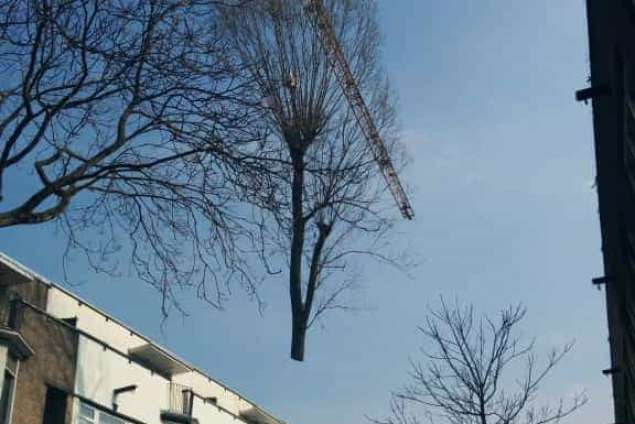 bomen rooien Rotterdam