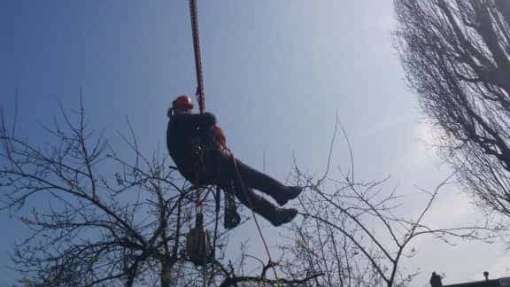 Hoge bomen toppen Rotterdam