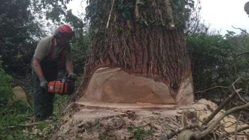 Goes populieren bomen rooien