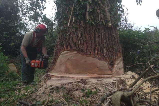 Goes populieren bomen rooien