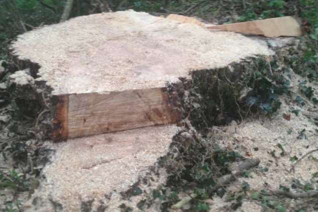 Goes populieren bomen rooien