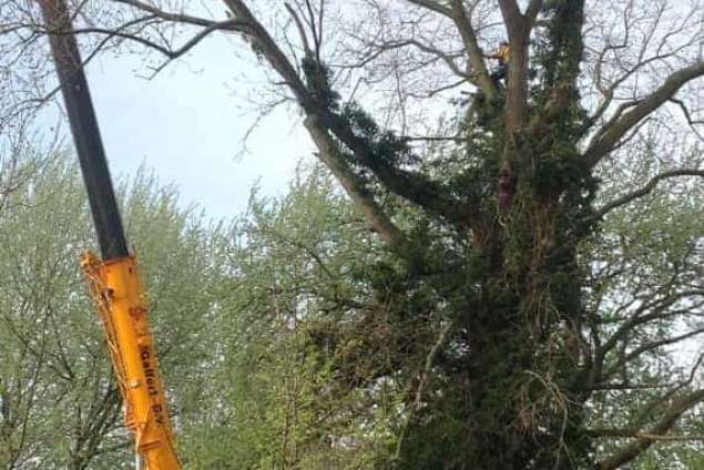 Goes populieren bomen rooien