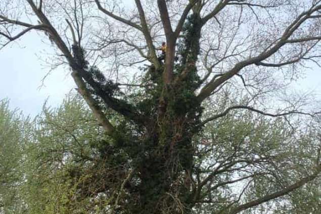 Goes populieren bomen rooien