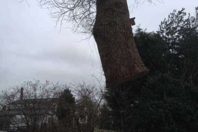 bomen rooien