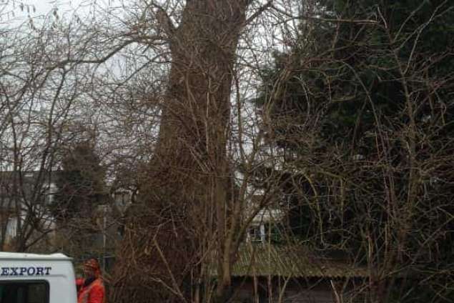 bomen rooien met de kraan